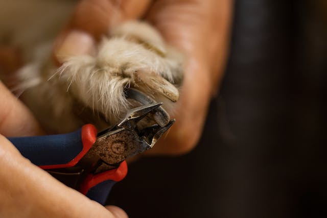 Comment couper les ongles de votre chien sans stress